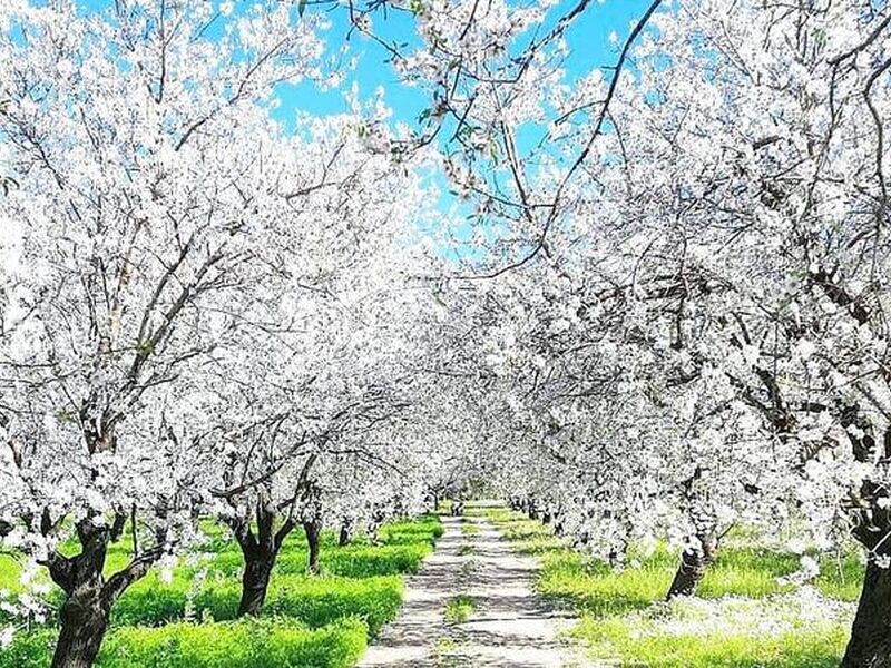 BADEM ÇİÇEĞİ FESTİVALİ TURU