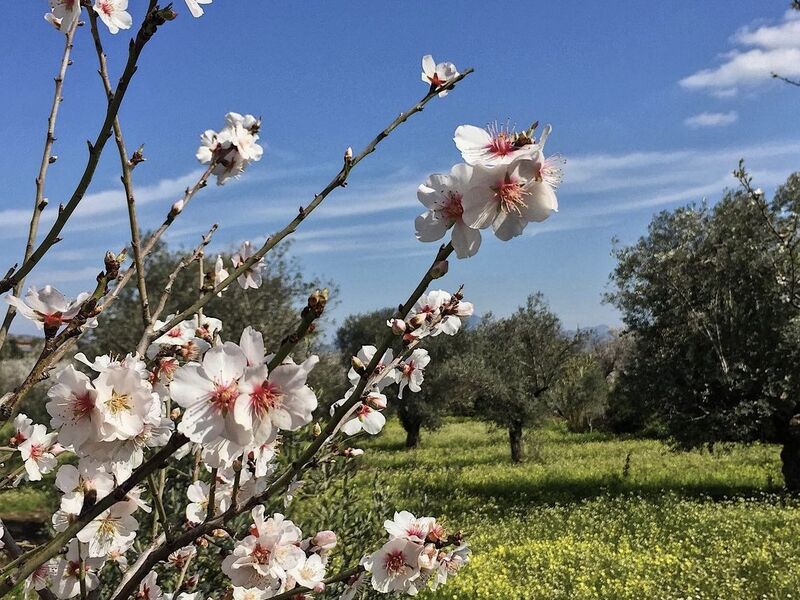 BADEM ÇİÇEĞİ FESTİVALİ TURU