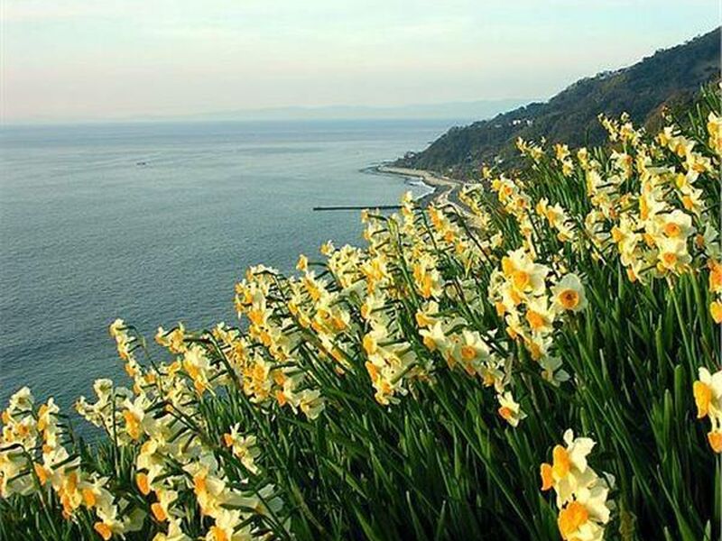 GÜNÜBİRLİK İZMİR KARABURUN NERGİS ÇİÇEĞİ FESTİVALİ TURU